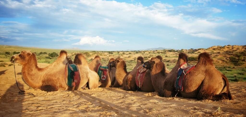 Majestic Gobi Tour Operator And Guest House Ulaanbaatar Ngoại thất bức ảnh